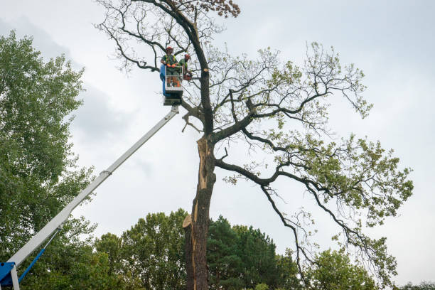 Best Tree Trimming and Pruning  in Remgton, IN